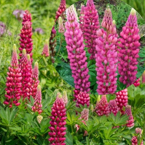 Lupinus polyphyllus 'Gallery Pink' - Hulgalehine lupiin 'Gallery Pink' P9/0,55L